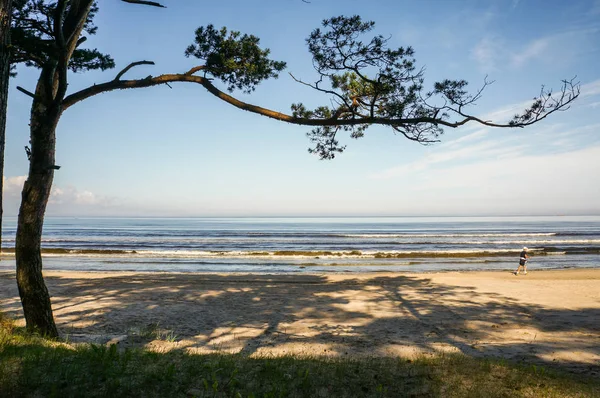 Tree on coastline — Stock Photo, Image