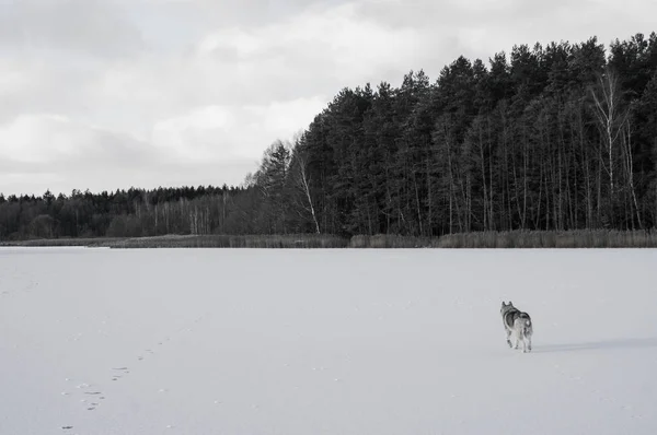 Hund — Stockfoto