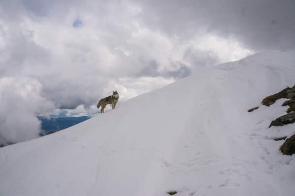 Dog in snowy mountains Stock Photo