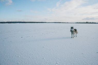 karlı alanda Malamute köpek