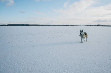 malamute dog on snowy field clipart