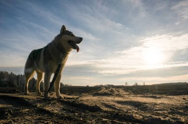 Malamute köpek