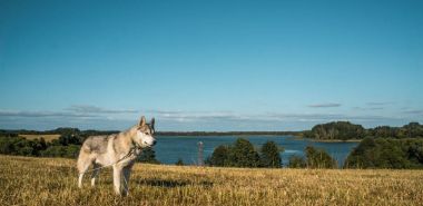 Malamute