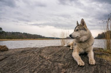 kayanın üzerinde dinlenme malamute köpek