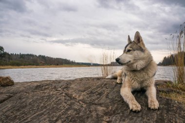 malamute dog resting on rock