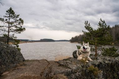 kayanın üzerinde dinlenme malamute köpek