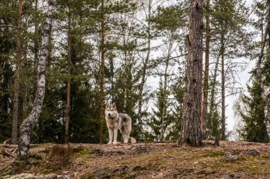 sonbahar ormandaki Malamute köpek