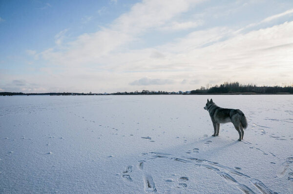маламутная собака на снежном поле
