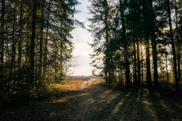 trees in forest on sunset