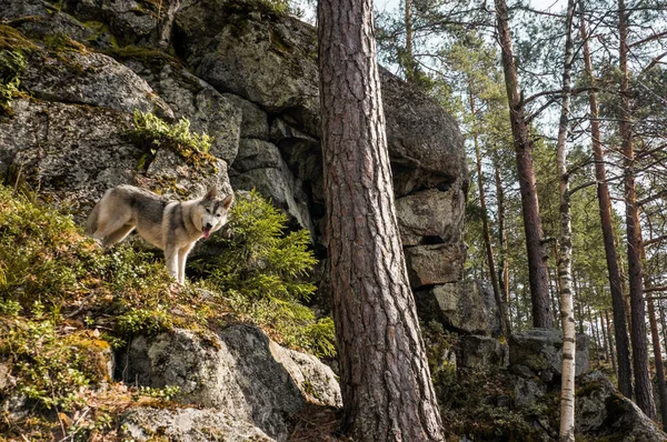 Cão malamute na floresta de outono — Fotografia de Stock