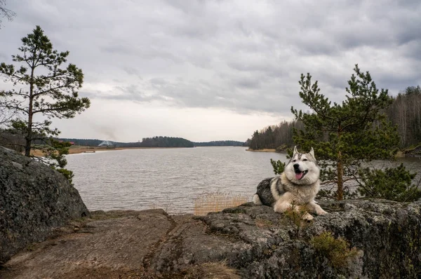 Malamute hunden vilar på rock — Stockfoto
