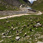 Pecore al pascolo nella splendida valle di montagna, Himalaya indiano, Passo Rohtang