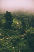 Картина, постер, плакат, фотообои "beautiful scenic mountain landscape in fog, indian himalayas, dharamsala, baksu", артикул 176257112