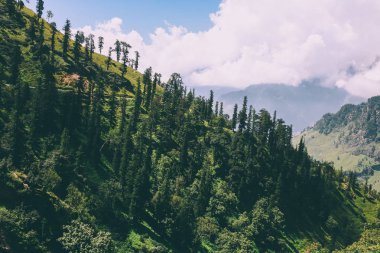 beautiful trees growing in scenic mountains, Indian Himalayas, Rohtang Pass   clipart