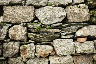 close-up view of stone wall and green plants growing through stones in Indian Himalayas, Dharamsala, Baksu 