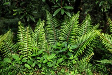 güzel yeşil fern Hint Himalayalar, Dharamsala, Baksu içinde büyüyen yakından görmek