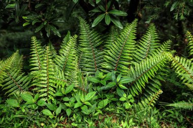 close-up view of beautiful green fern growing in Indian Himalayas, Dharamsala, Baksu