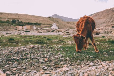 brown cow grazing on grass in Indian Himalayas, Ladakh region clipart