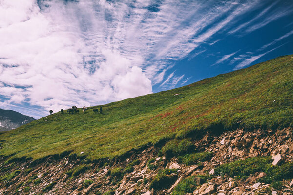 herd grazing on green pasture in mountains, Indian Himalayas, Rohtang Pass
