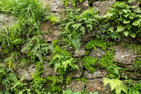 close-up view of stone wall and green fern with moss growing through stones in Indian Himalayas, Dharamsala, Baksu 