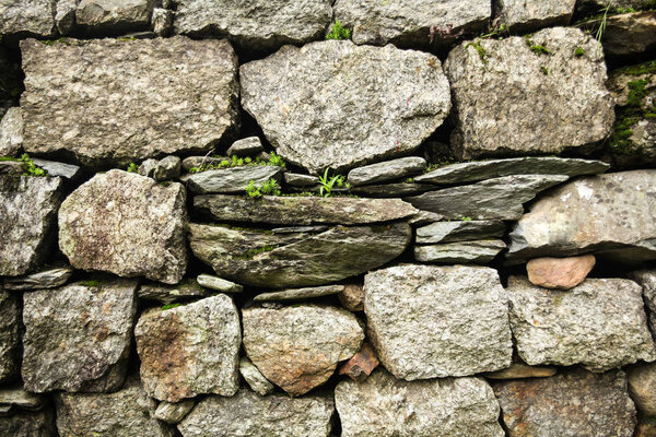 крупный план каменной стены и зеленых растений, растущих через камни в индийских Гималаях, Дхарамсале, Баксу
 