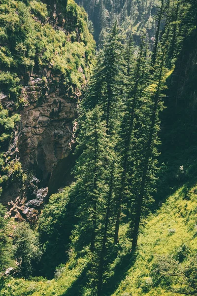beautiful green trees growing in mountains, Indian Himalayas, Rohtang Pass 