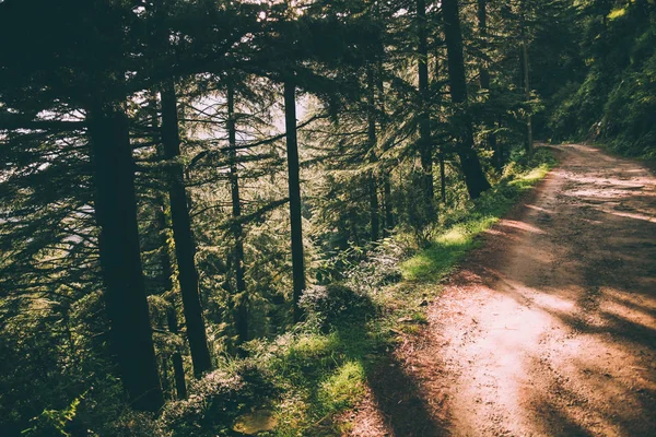 beautiful green trees and footpath in Indian Himalayas, Dharamsala, Baksu