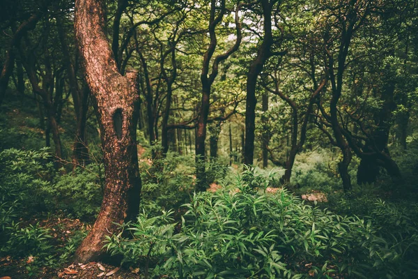 Hint Himalayalar, Dharamsala, Baksu görkemli yeşil orman