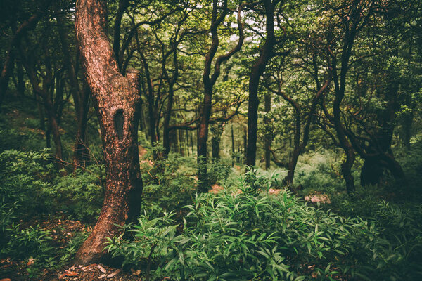 majestic green forest in Indian Himalayas, Dharamsala, Baksu