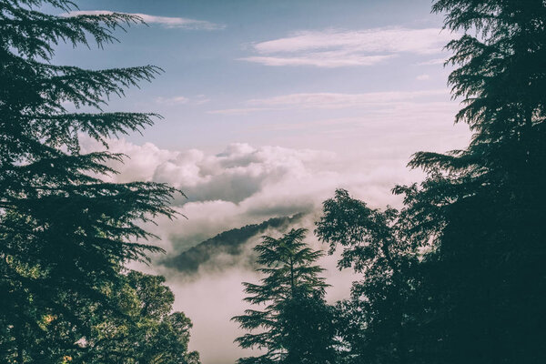 evergreen trees and beautiful mountains with clouds in Indian Himalayas 