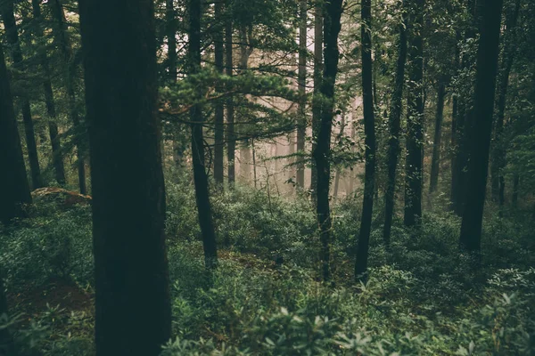 Forest — Stock Photo, Image