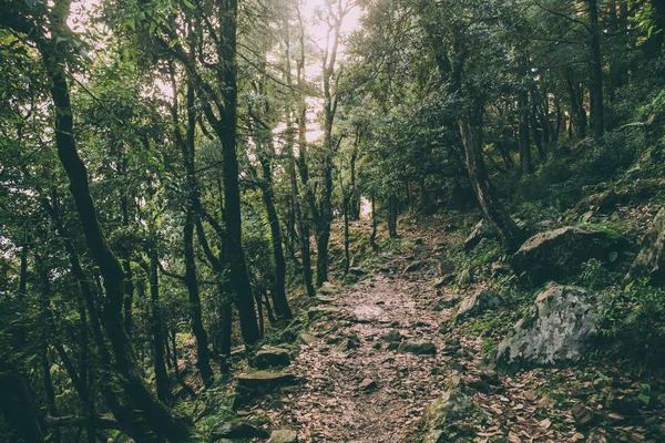 beautiful trees and rocky footpath in Indian Himalayas, Dharamsala, Baksu