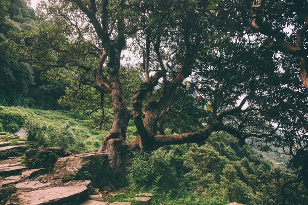 Trees — Stock Photo, Image