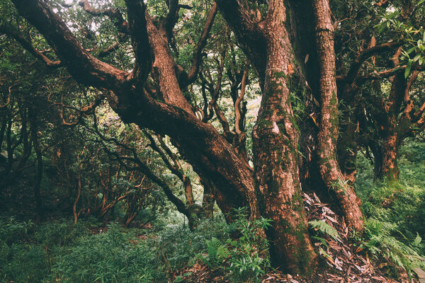 majestic trees growing in Indian Himalayas, Dharamsala, Baksu 