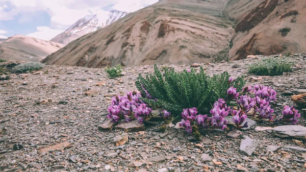 close-up view of beautiful purple flowers blooming in rocky mountains in Indian Himalayas, Ladakh region