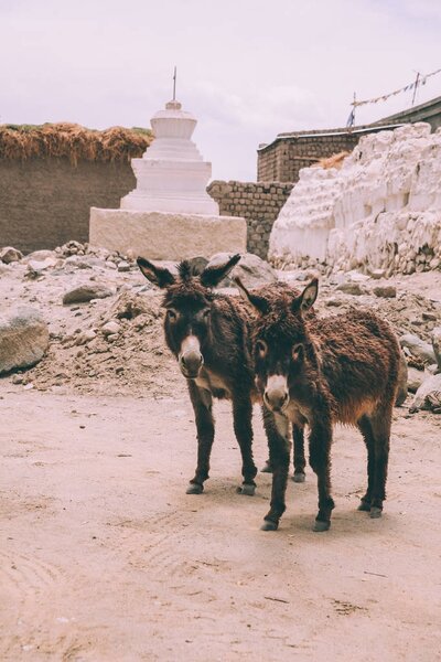 Burros. — Foto de stock gratis