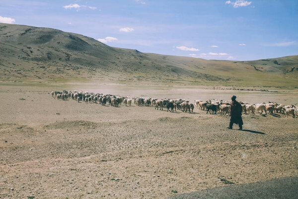 herd of sheep grazing on pasture in rocky mountains, Indian Himalayas, Ladakh
