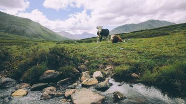 cows grazing on green grass in mountain valley, Indian Himalayas, Rohtang Pass clipart