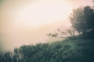 green trees and bushes near lake at misty morning, Altai, Russia clipart