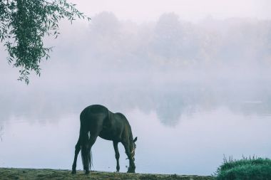 beautiful black horse grazing on green pasture in Altai, Russia  clipart