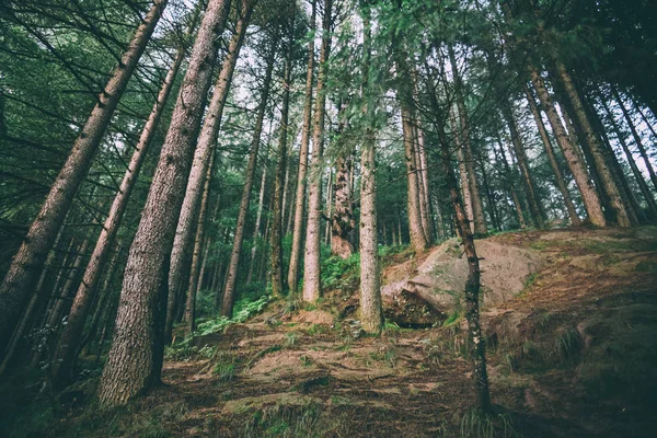 low angle view of beautiful evergreen trees growing in Indian Himalayas, Manali