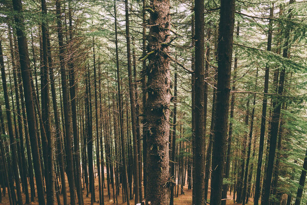 beautiful tall evergreen trees growing in Indian Himalayas, Manali
