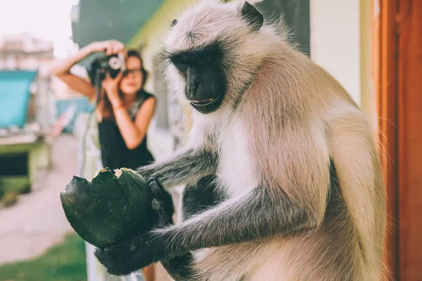 Macaco. — Fotografia de Stock