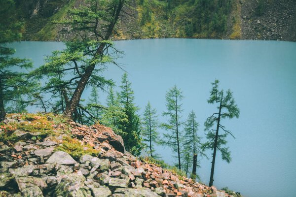 fir trees growing on rocks near beautiful calm mountain lake in Altai, Russia