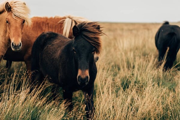 Caballos — Imagen de stock Caballos Imágenes De Stock Sin Royalties Gratis