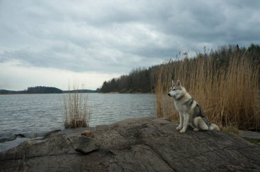 Malamute köpek ayakta su, Karelya Kıstağı, Rusya Federasyonu karşı rocky Gölü kıyısında