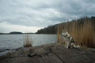 malamute dog standing on lake rocky shore against water, Karelian Isthmus, Russian Federation clipart