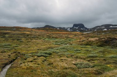 view of field with green grass and rocks on background, Norway, Hardangervidda National Park clipart