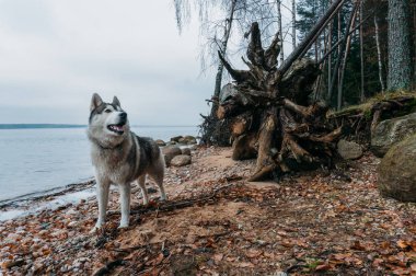Köpek.
