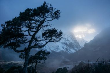 ağaç ve akşam gökyüzü güneş ışığı, Nepal, Sagarmatha, Kasım 2014 ile